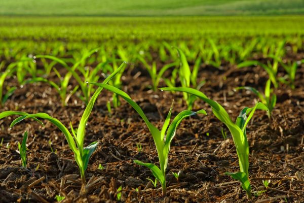 Ускорьте рост и укрепите свои растения с биокомплексом КОРНЕФИТ + ГАРДЕФИТ
